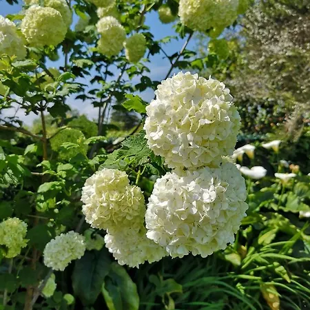 Rurales Del Sain كوذِييرو