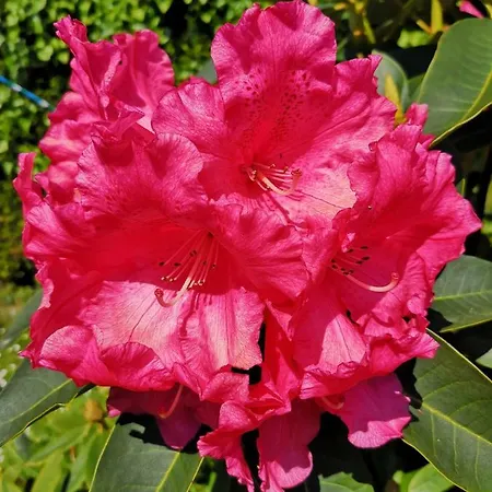 منزل ريفي Rurales Del Sain